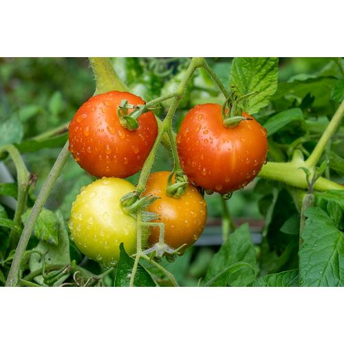 Horton, Janet 아티스트의 Issaquah-Washington State-USA Matina heirloom tomato plant작품입니다.